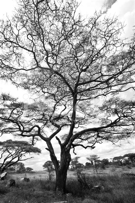 Acacia In Black And White Stock Photo Royalty Free Freeimages