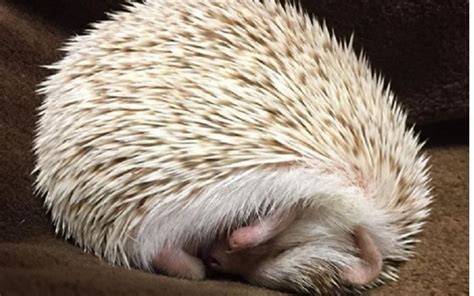 African Pygmy Hedgehog Care And Training Information Pet Addict