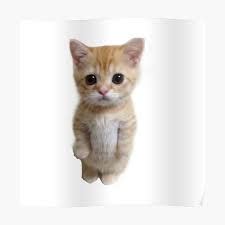 Standing Cat Meme Posters for Sale Иллюстрация кошки Милые котики