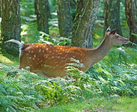 Ks1 Living Things Animals In A Woodland Habitat