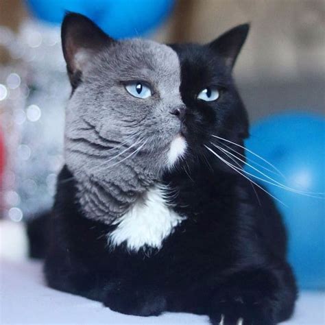 An Incredibly Handsome Cat Named Narnia With A Two Tone Face Becomes A