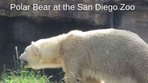 Polar Bear At The San Diego Zoo Youtube