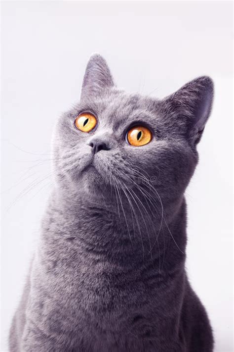 Portrait Of Gray British Shorthair Cat Stock Photo Image Of Looking
