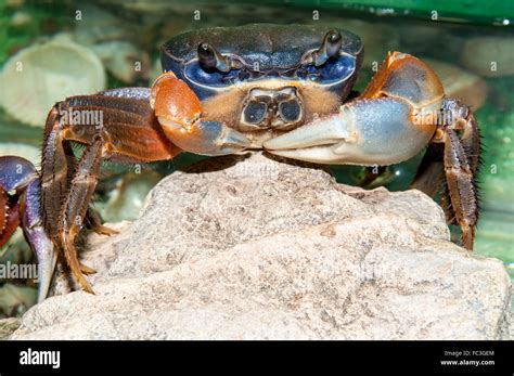 Rainbow Crab Or Cardisoma Armatum Stock Photo Alamy