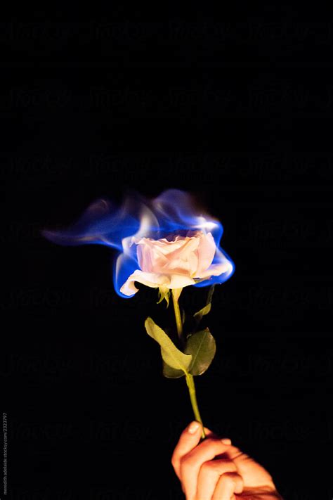 Burning Rose Blue Flame At Night By Stocksy Contributor Meredith