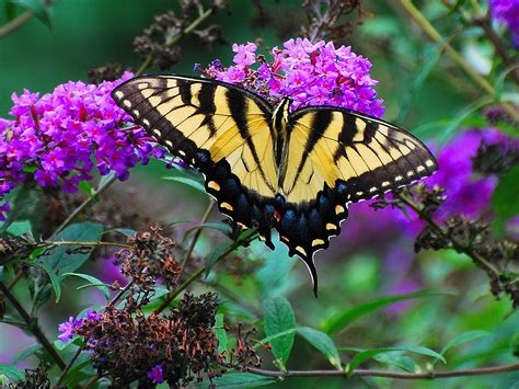 Butterfly bush - Birds and Blooms