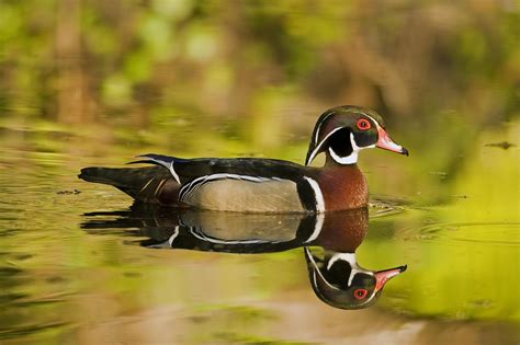 Drake Reflections Duck Wood Ducks Wood 1080p Animals Birds