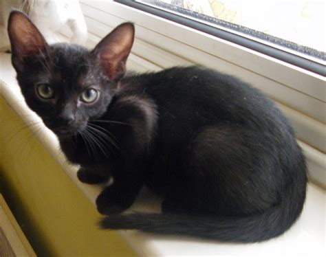 We habe kits months old. Beautiful male Bombay kitten for sale | Lydney ...