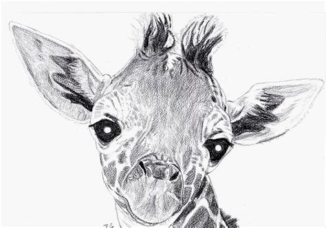 Giraffe Pencil Drawing