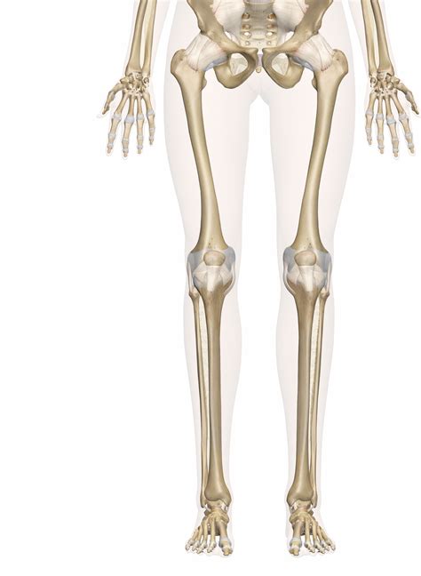 .body bones diagram lovely human skeleton diagram labelling image result for greater trochanter surface anatomy fibula quadrate tubercle radius my life pinterest foot diagram joints in the human. Foot Bones Diagram - exatin.info