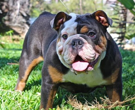 Harlo and mojo's blue french bulldog litter 4 weeks old. 40 best Blue English Bulldog images on Pinterest | English ...
