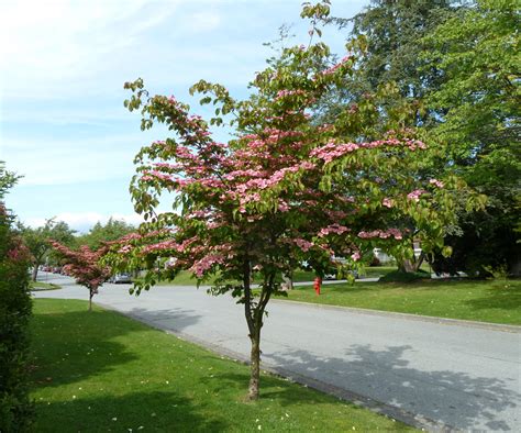 Small Spring Flowering Trees Michigan Gardening