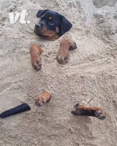 Doggo Buried In Sand Dogs Love Being Buried In Sand Too By Vt