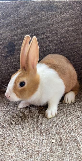 Rabbits Rehome Buy And Sell Preloved Rabbit Dutch Rabbit Animals