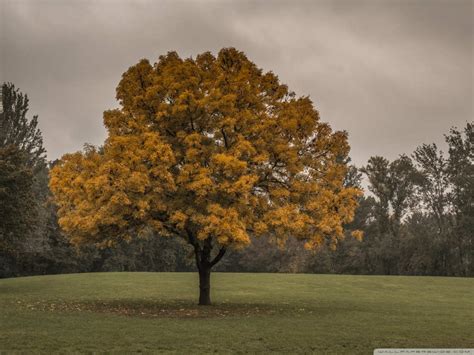 Free 21 Autumn Backgrounds In Psd Ai