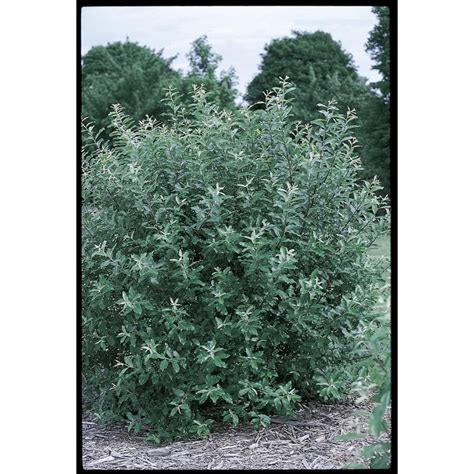 2 25 Gallon Pink French Pussy Willow Flowering Tree L14865 At