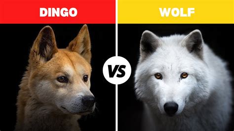 Distinguishing A Dingo From A Wolf A Comparative Guide