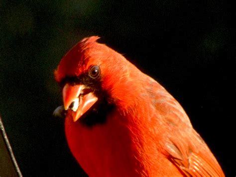 Cardinal Cardinal Parrot Bird Nature Animals Parrot Bird
