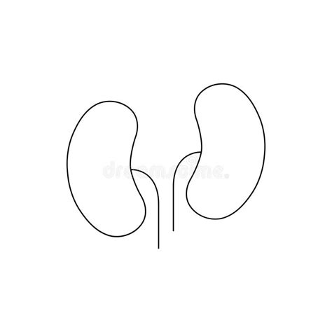 Kidneys Line Icon Pair Of Human Kidney Organ Outline Style Pictogram