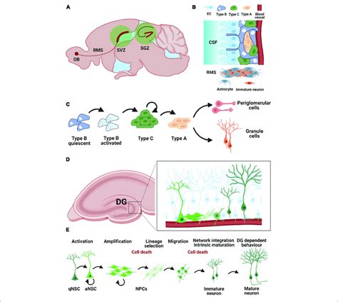 Neurogenic Niches In The Adult Mouse Brain A Neurogenic Niches In
