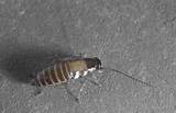 Cockroach Larvae