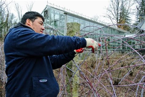 Pruning Berry Bushes At The Farm The Martha Stewart Blog