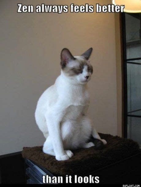 Zen Cat With Images Animals Cute Animal Memes Cat Sitting