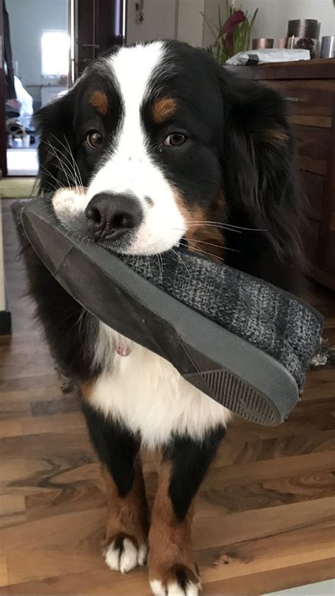 38 Best Toys For Bernese Mountain Dogs The Paws