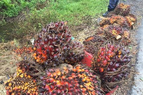 Selain menjadi konsumsi dalam negeri, kelapa sawit yang harga tandan buah segar (tbs) kelapa sawit sendiri beragam, tergantung usia dan daerah penanamannya. Harga sawit turun hingga Rp105 per kilogram - ANTARA News ...