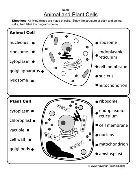 Animal And Plant Cells Worksheet Plant Animal Cells Animal Cell