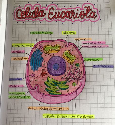 Un Dibujo De La Celula Eucariota Brainlylat 7a1