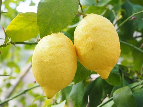 Growing Dwarf Lemon Trees In Containers Pots Gardening Tips