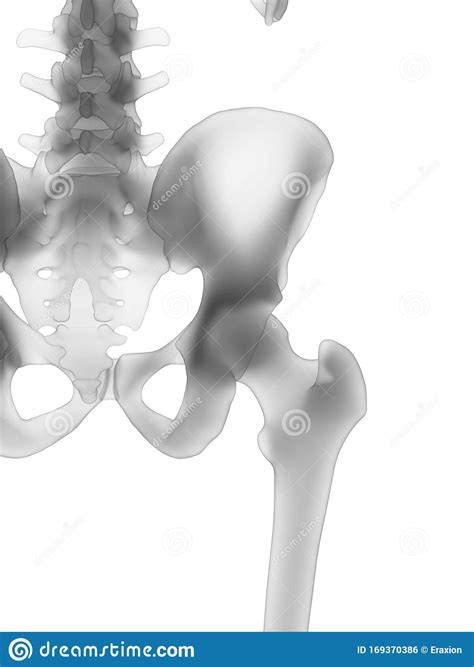 The Human Skeleton The Hip Stock Illustration Illustration Of Ilium