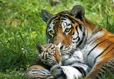 999 Tiger Names BEST Male Female Ideas In 2024