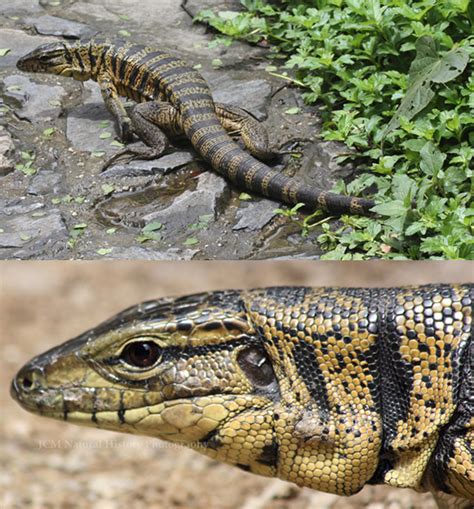 The Herpetology Of Trinidad And Tobago Tegu Or Matte Tupinambis