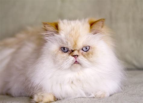 Flame Point Himalayan Kittens And Cats LoveToKnow Himalayan Kitten