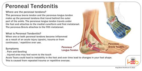 The achilles tendon is the strongest in the body. 5x5 training plan, muscle building recipes pdf, tendonitis ...
