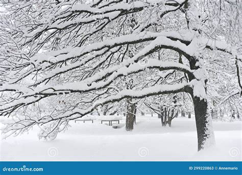 Four Seasons: Winter S Embrace Stock Image - Image of enchanting