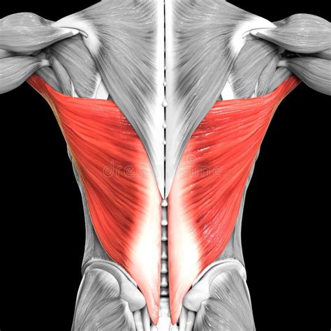 Human Muscular System Torso Muscles Latissimus Dorsi Muscle Anatomy Stock Illustration