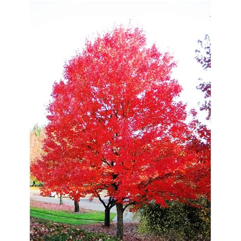 Shade Autumn Blaze Red Maple Bare Root With Soil In The Trees