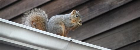 Get Rid Of Squirrels In Attic Xceptional Wildlife Removal