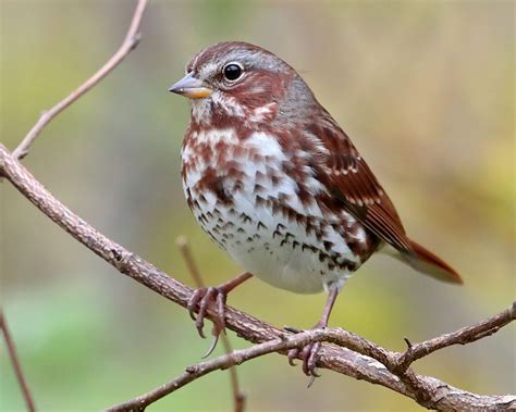 Learn How To Id These Confusing Streaked Sparrows All About Birds