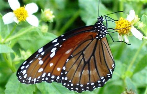They require poor or lean soil; Floridian Nature: Attract butterflies to your Florida garden
