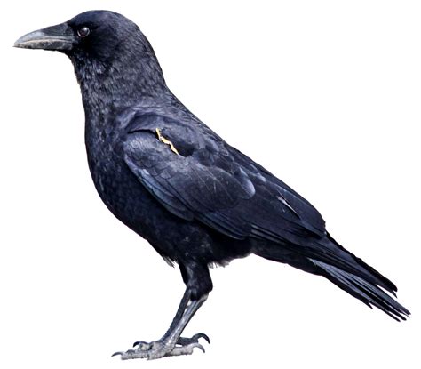 Frequently Asked Questions About Crows