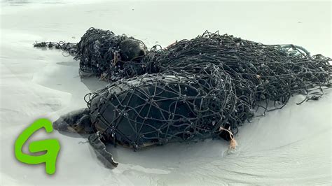 Ghost Nets The Hidden Threat To Marine Life Youtube