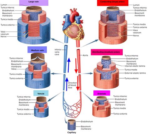 What Are The Major Blood Vessels In The Body The Blood Vessels Of The