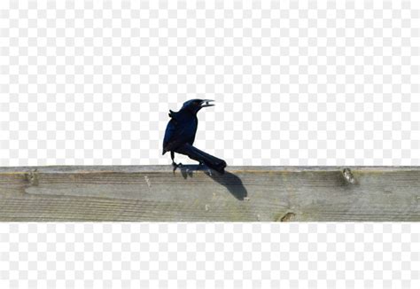 Burung prit gantil mp3 download gratis mudah dan cepat di metrolagu, stafaband. Paling Bagus 26+ Gambar Kartun Burung Gagak Hitam - Gani ...