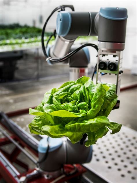 This Robot Handles The Entire Process Of Growing Lettuce By Itself