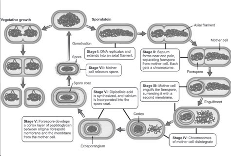 Endospore Structure Components And Sporulation Process Biology Ease