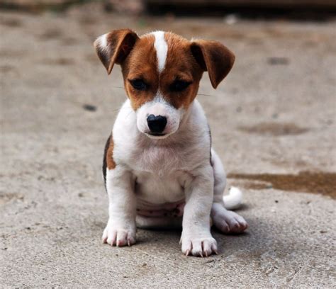 Miniature Jack Russell Terrier Puppies Pictures Animals Jack